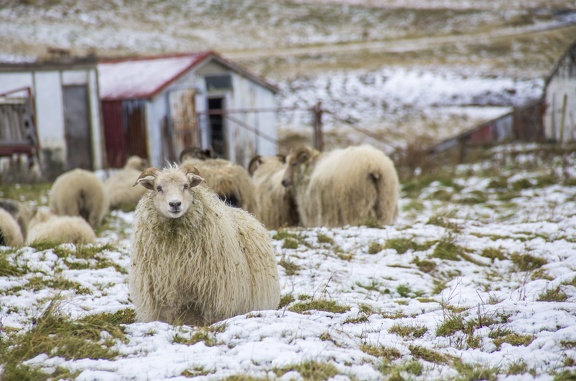 Activité géothermique de la ville de Hveragerdi