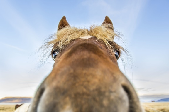 Sur la route entre Selfoss et Fludir