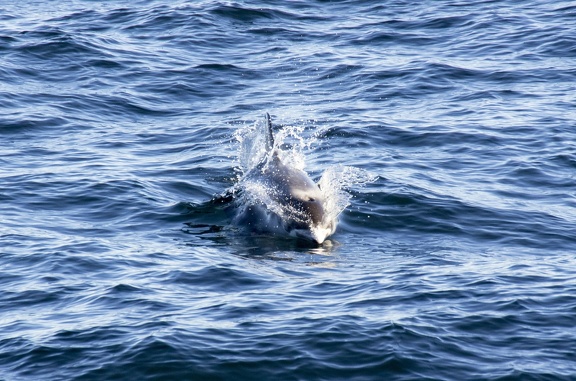 A la recherche des baleines Sortie en mer à la recherche des baleines dans la baie du Faxafloi
