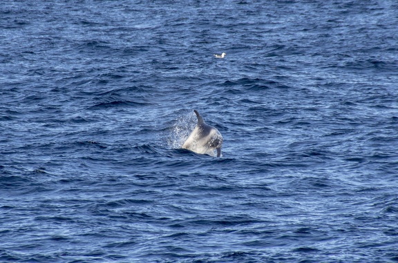 A la recherche des baleines Sortie en mer à la recherche des baleines dans la baie du Faxafloi