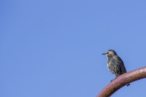 Balade dans Reykjavik près du port