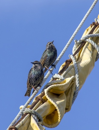 Balade dans Reykjavik près du port